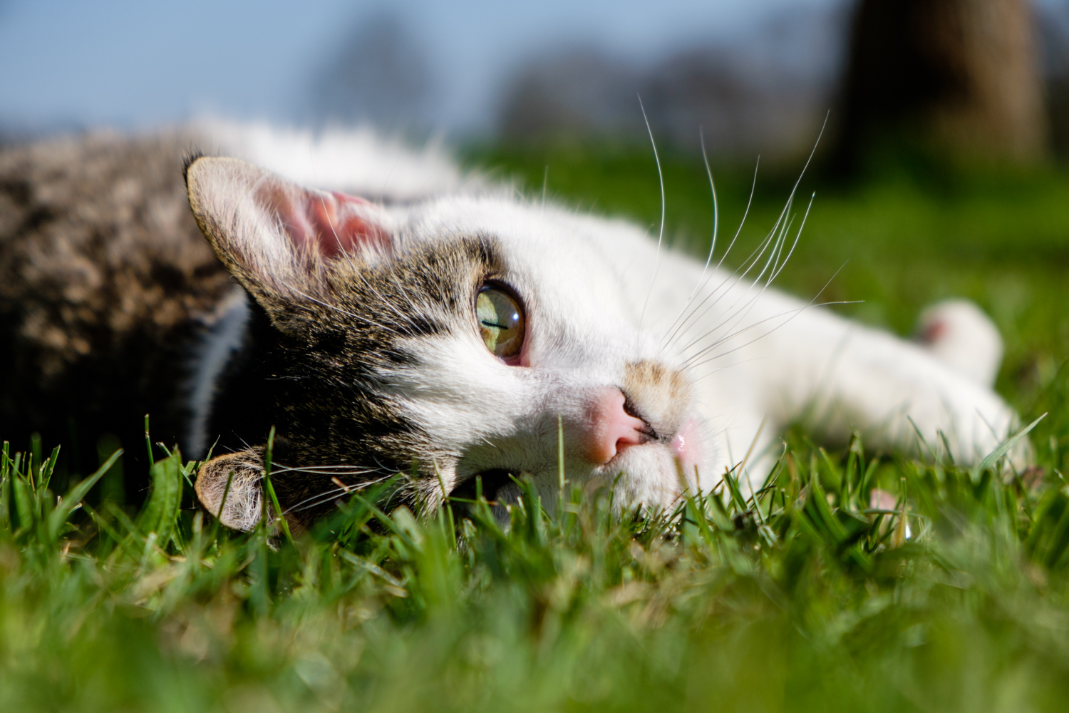 Frühling-im-Garten035.jpg